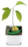 AvoSeedo Avocado Tree Growing Kit with Pot, Green & White, Practical Gifts for Women, Mom, Sister, Best Friend & Kids, Plant Indoors with Novelty Pit Grower Boat & Kitchen Garden Seed Starter