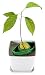 AvoSeedo Set with Plant Pot, Green/White