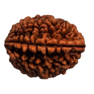 HC- Ek Mukhi Rudraksha 12/Single Faced Rudraksha to Bring Homes Good Luck, Success and Prosperity-image-32