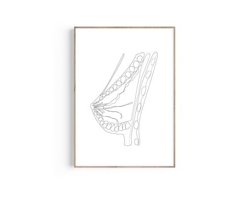 Breast Anatomy One Line Poster, Mammary Gland Poster Obgyn Decor
