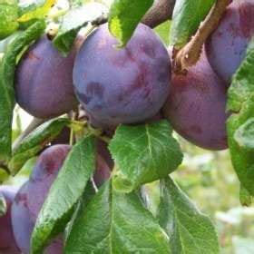 See full amazon price history chart for Mphmi Rare Hybrid Aloo Bukhara Plum Tropical Fruit Plant Live - 1 Healthy Plant Mphmi Rare Hybrid Aloo Bukhara Plum Tropical Fruit Plant Live - 1 Healthy Plant (B096WBPPJD) Amazon Price History, Amazon Price Tracker