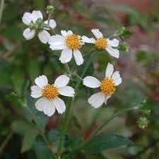 Generic Bidens pilosa Seeds, Black Jack Seeds,Common Beggar tick Seeds. 300 Seeds, Natural