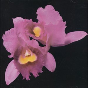 Orchid