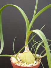 Pregnant Onion House plant Ornithogalum caudatum rare false sea bulb 4" pot