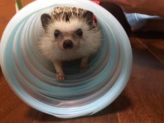 Amazon | インセクティボアフード 600g ハリネズミフードや