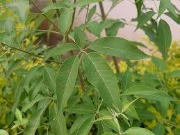 NOCHI FRESH AND NATURAL GREEN LEAVES (300 G)/NEW SUN PROFILES/NSP HERBAL-image-11