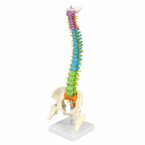 QWORK® Flexibles menschliches Wirbelsäulenmodell mit Spinalnerven, Becken und Oberschenkeln, anatomisches Modell der Wirbelsäule für Medizinstudenten Ärzte und Lehrer - 45 cm