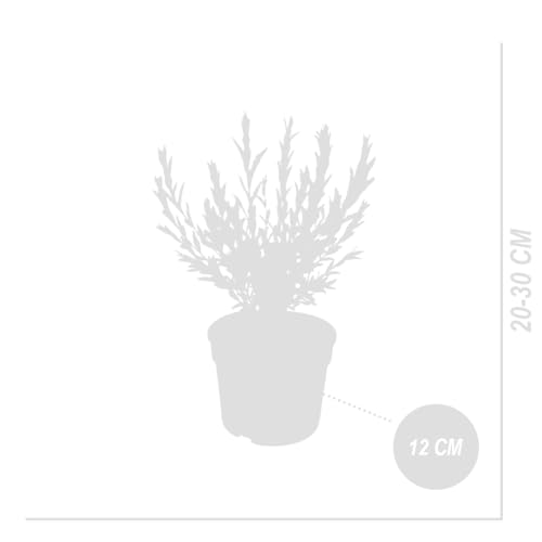 Bloomique - Salix Integra Flamingo - Bunte Weide - Gartenpflanzen - Winterhart - 30-40 cm hoch - Topf 12 cm