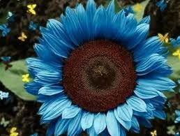 Ritz Farming® Sunflower Blue Color Flower Seeds For Your Garden |flower seed for home decore & gardening Pack of 60-70 seeds (B0BTZ5JDJ8) Amazon Price History, Amazon Price Tracker