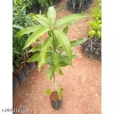 Image of Bengal Special Sweet inchKaccha Mitha Aam inch Mango || Hybrid Healthy inchGrafted inch Live Plant || For for Home Garden Plant || Height 2-3 Feet (Pack of 1)