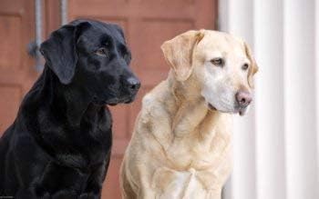 WiHome 5D Diamond Painting Kits for Adults Full Drill Dog Labrador Retriever Embroidery Rhinestone Painting