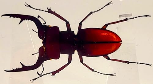 Image of 2.9 inch Real Stag Beetle Lucanus Fortunei Saunders Male in Crystal Clear Lucite Resin Specimen Preserved Insect Taxidermy Collection for Biology Science Education & Desk Ornament Display Supplies
