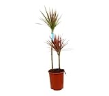 DRACENA MARGINATA COLORAMA 2 TRONCOS 60-30 | Maceta 21CM | Altura 80-100CM | Planta de interior | Hojas Verdes y Rojas | Follaje exuberante | Ornamental y Ambiente tropical | Estilo contemporáneo