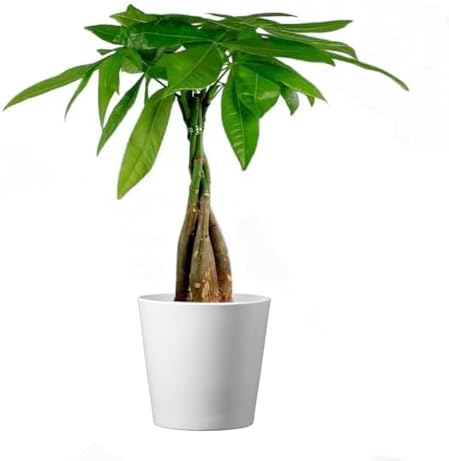 American Plant Exchange Money Tree – 4-Inch Pot with Cover – Live...