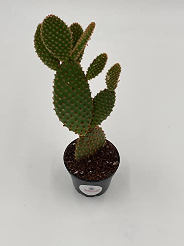 Bunny-Ears Prickly-Pear Copper Red, Opuntia Microdasys, Large Bunny Ears Prickly Pear With Copper Fuzz And Red Areoles In 2 Inch Pot, #TOP5