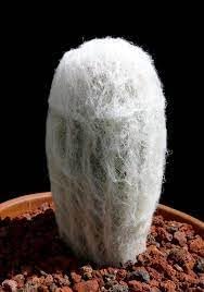 Dream Nursery- Espostoa lanata (old man cactus) columnar cactus 3 inches tall (B0CF32H4S6) Amazon Price History, Amazon Price Tracker