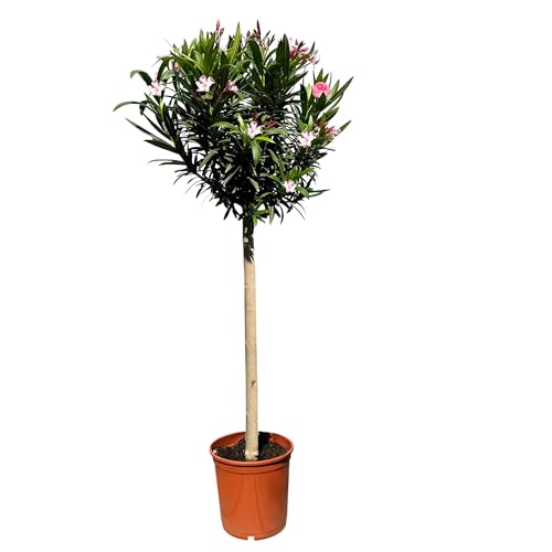 Sunny Tree - Pianta - Oleandro sul tronco - Nerium oleandro - Altezza 140-160 cm - Colore Rosa - Pianta per esterni - Pervinca in inverno - Pianta mediterranea