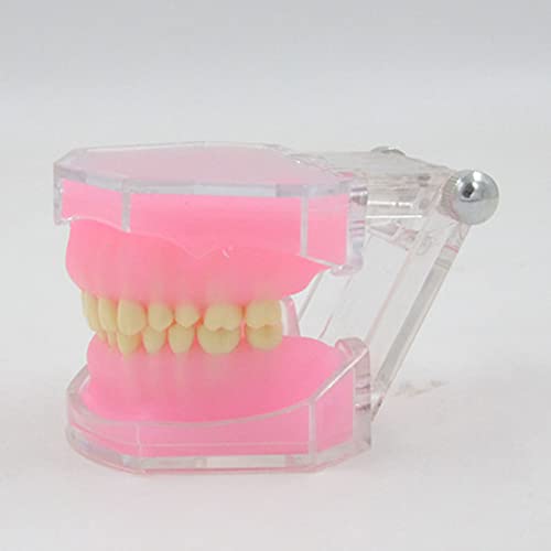 Modèle de dents Typodont détachable pour étude de la pratique et recherche à l'école - 6