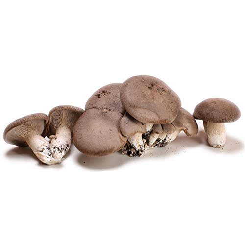 Balletta per la Produzione Professionale di Funghi Cardoncelli Pleurotus Eryngii Ideale per la Coltivazione del Fungo Cardoncello Pugliese Substrato e Ceppo (6)