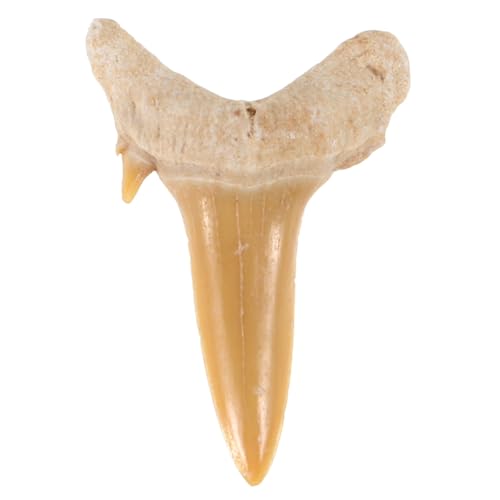 LUOZZY Natural Shark Teeth Fossil Decor Ocean Animal Tooth Specimen Ornaments Shark Teeth Specimen Pendant for DIY Crafts Jewelry Making Accessories