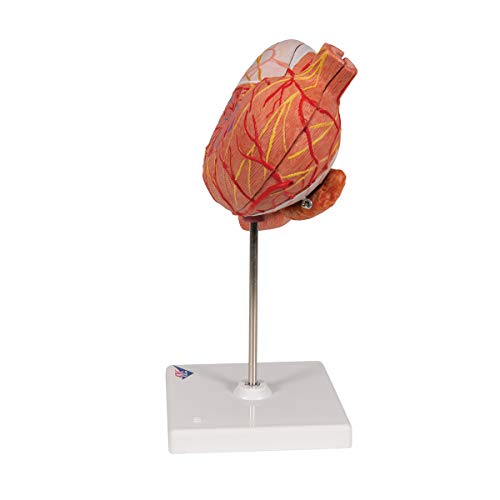 Image of 3B Scientific K16 Stomach 3 part - 3B Smart Anatomy