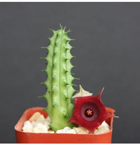 Huernia Schneideriana, Asclepiad Stapeliad Rare Red Color Succulent Plant Exotic