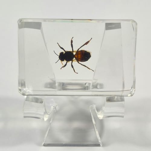 Image of 44mm Real Honeybee Honey Bee in Crystal Clear Lucite Resin Specimen Preserved Insect Taxidermy Crafts Collection for Biology Science Education & Desk Ornament Display Supplies Small Paperweight