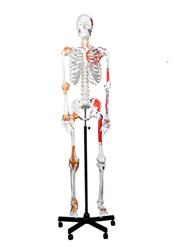 Image of B10215-DC Medical Grade, Full Size Skeleton W Hand Painted Muscles & Ligaments | Thick Zip Dust Cover | Skeleton Wired for Natural Movement | Mounted on Roller Stand W Manual