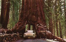 Redwood, Sequoia gigante albero rosso LEGNO, 10 SEMI! Groco