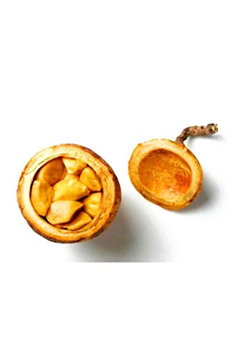 Maad, Madd, Saba fruit, Saba Senegalensis (single serving pack)