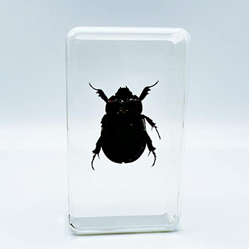 Assorted Styles of Beetle and Insect Specimens, Clear Amber Resin Material Ideal for Kids' Science Education, Collecting, and Home Decoration 2.4″*1.4″*0.7″ (No.31)
