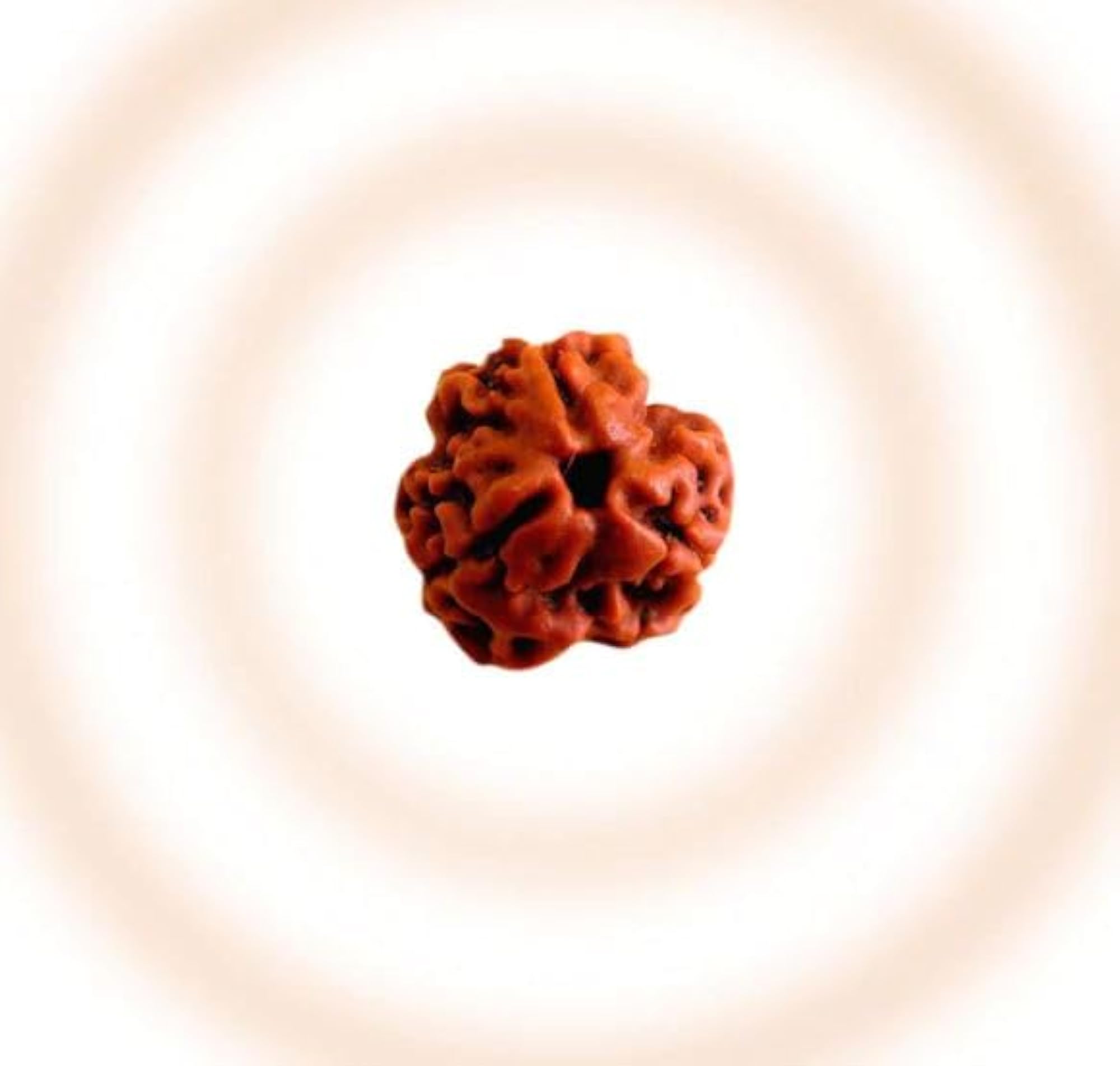 3 Mukhi Rudraksha Original Certified Natural Nepali Bead