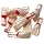 10Pcs Dental Typodont Model RCT Teeth Root Canal Endodontic Model fit Kilgore Nissin 200 Type 28Pcs Removable Teeth Pulp Cavity Practice Study Teach for Dental Student Exam M8006 (M8006-14#)