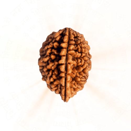 2 Mukhi Rudraksha – Certified Original Nepali Two-Faced Bead for ...
