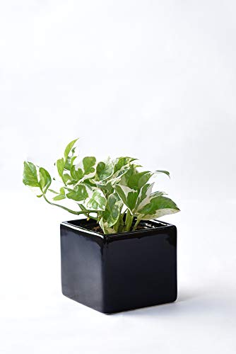 ϗtA { |gXEGWC XNGA|bgiVCj[ubNj ~j ϗtA CeA O[ y~j|bgEIׂA|bgz