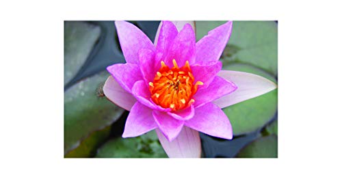 Dwarf Bareroot water lily - Live Water Plant Aquatic Pond Lake Marginal - Patio Pond (Laydekeri Lilacea)