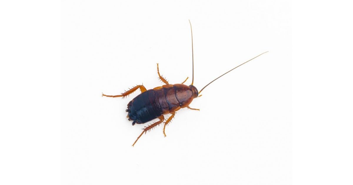ANTHOUSE.ES - Cucaracha Red Runner Sherfordella Lateralis Talla L - Ración 40-50 uds - Alimento Vivo Nutritivo y Resistente - Bajo en Grasa, Rico en Proteína