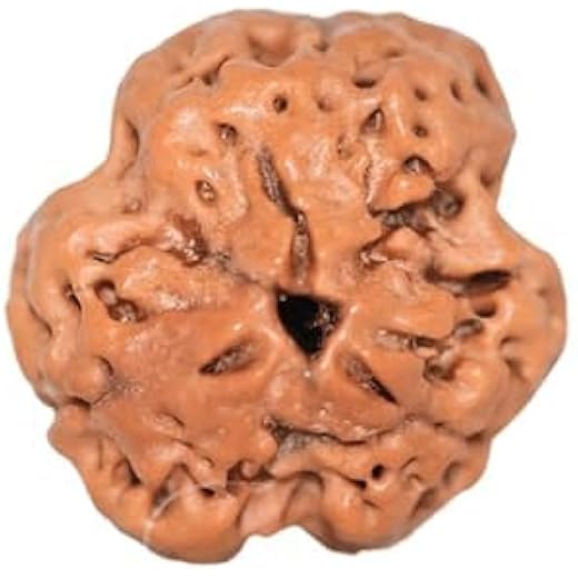 3 Mukhi Nepali Rudraksha