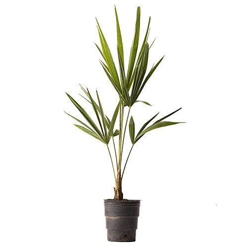 American Plant Exchange Live Windmill Palm Tree, Chusan Palm Tree, Plant Pot for Home and Garden Decor, 4" Pot, Pack of 2