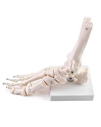 Qwork CA5323 Human Foot Skeleton Model thumb #6