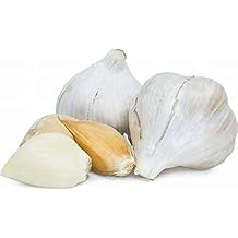 ثوم الفيل، 1 بصيلة، 1 عدد، رائع للزراعة أو الأكل أو الطبخ! غير معدلة وراثيا. الثوم ذو المذاق المعتدل