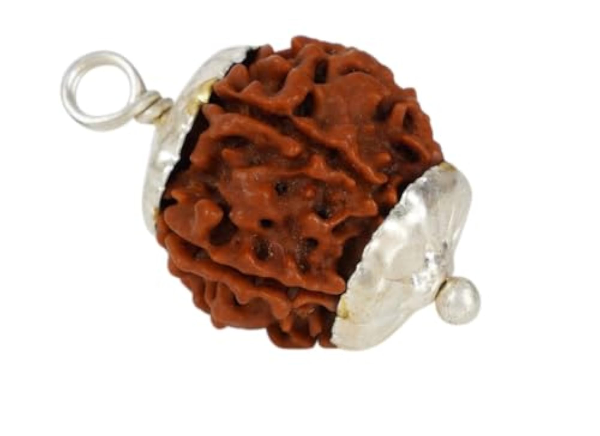 6 Mukhi Rudraksha Original Certified Nepal Pendant