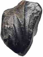 Amazon | 【化石専門店 LOLO】希少 イグアノドン 恐竜 歯 化石