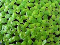 Aquarium live floating plants duckweed (500 seeds) (B0CPW9F8T1) Amazon Price History, Amazon Price Tracker