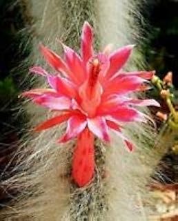 /lot Cactus Seed,Hildewintera aureispina Succulent Plant Bonsai