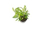 SubstratesSource Hygrophila Pinnatifida Live Aquarium Plant