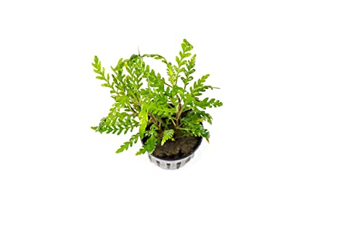 Substratessource Hygrophila Pinnatifida Live Aquarium Plant #TOP19