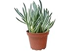 Blue Chalk Sticks' Succulent - 4' Pot - Live Plant