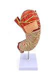HAILIA Modelo anatómico para Modelo de Vientre con ampliación Anatomía Humana de órganos Humanos para Ayuda en educación médica (22 x 16 x 27 cm)