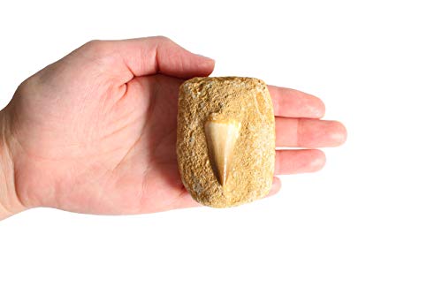 image for Real Mosasaurus Tooth Fossil in Rock - Authentic Dinosaur Tooth Specim